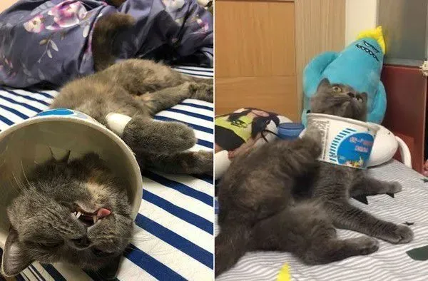 省钱妙招看这边! 便宜又实用的羞羞圈 | 猫