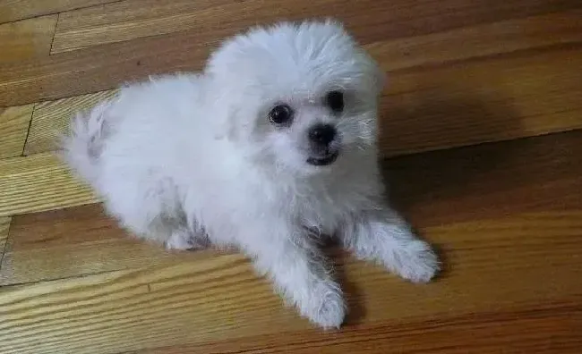 马尔济斯|炎热夏季之马尔济斯犬出海必备的行装有哪些