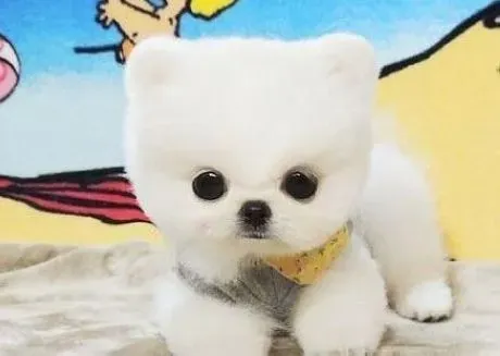 博美犬|影响博美犬训练的两大因素——环境、气候