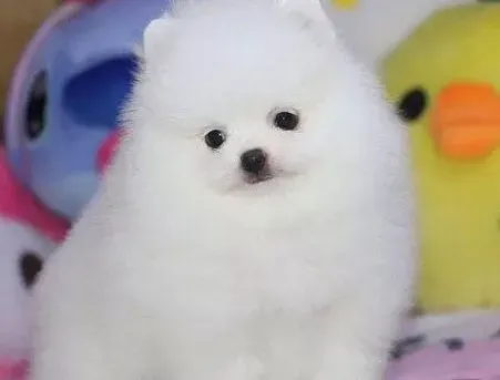 博美犬|怎么训练博美犬用狗厕所