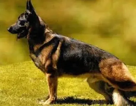 德国牧羊犬|穿新衣戴新帽 如何给德国牧羊犬缝制漂亮衣服