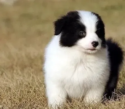 边境牧羊犬|边境牧羊犬身上出现螨虫，全身痒红肿怎么办