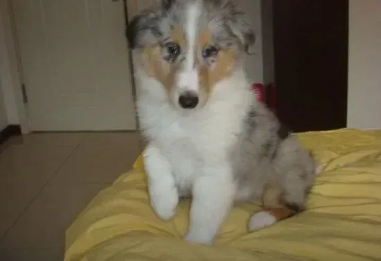 苏格兰牧羊犬|苏格兰牧羊犬的鼻子最近有点干是为什么