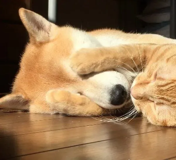 主人带回流浪小猫 让失去猫咪好友的柴柴很开心 | 狗