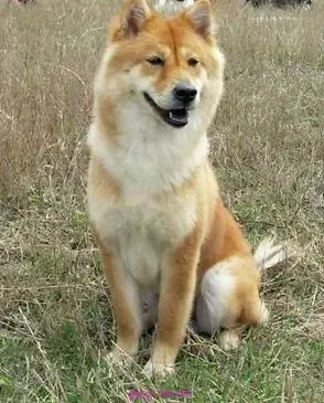 秋田犬|怎样看待秋田犬把骨头埋在土里的举动