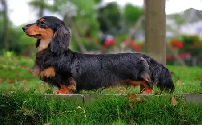 腊肠犬|天气太热了可以给腊肠犬吹空调吗