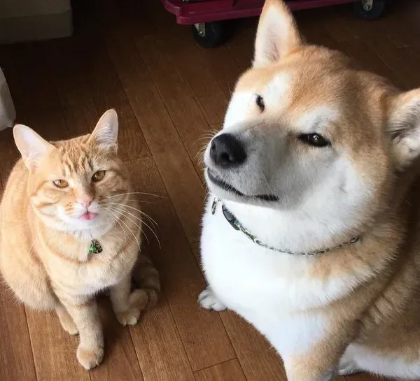 主人带回流浪小猫 让失去猫咪好友的柴柴很开心 | 狗