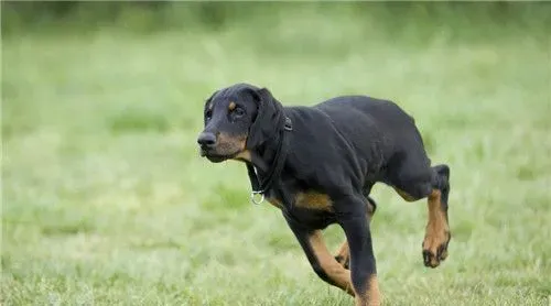 杜宾犬为什么这么凶 杜宾犬深具攻击性 | 杜宾犬