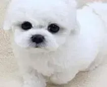 比熊犬|比熊犬这些日子总拉稀是怎么回事