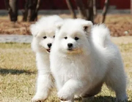 萨摩耶|想要养出健康的萨摩耶犬请看这里