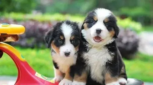伯恩山犬|伯恩山犬患上真菌皮肤病如何才能治愈