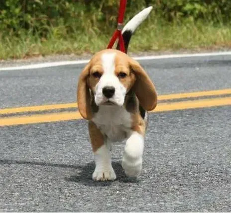 比格犬|大病初愈的比格犬有哪些表现