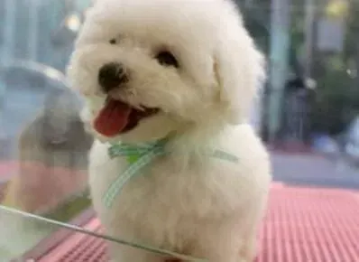 比熊犬|比熊犬才买回来就开始便血怎么办