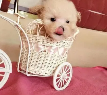 贵宾犬|怎样让贵宾犬具有良好的心理素质