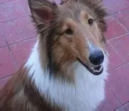 喜乐蒂|正确护理喜乐蒂犬 让其远离疾病的折磨