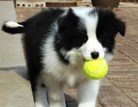 边境牧羊犬|边境牧羊犬身上长硬疙瘩是什么情况