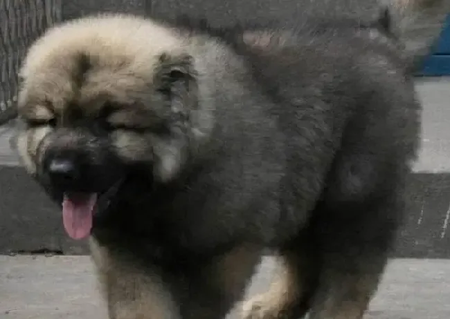 高加索犬|不同时期的高加索犬的喂养方法是怎样的