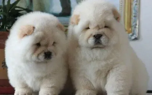 松狮犬|松狮犬怀孕补充什么营养好