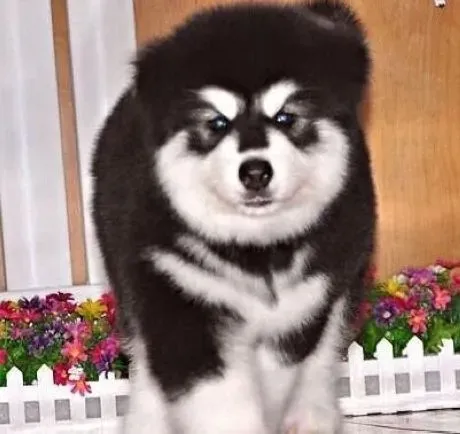 阿拉斯加犬|阻止阿拉斯加雪橇犬乱叫的小方法