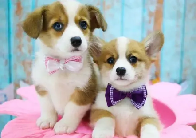 柯基犬|怎样把柯基犬的口臭扼杀在摇篮里