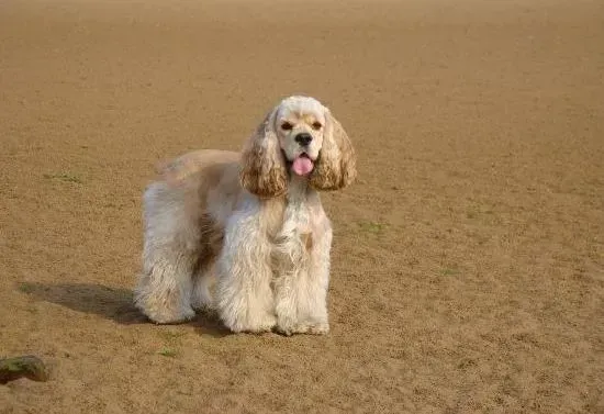 可卡犬|可卡犬感冒了，请问医生吃什么药好