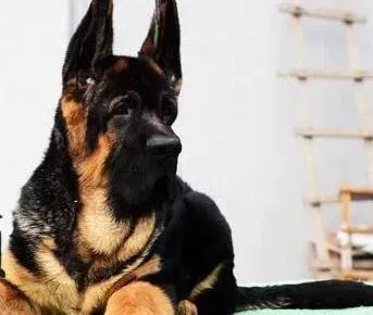 德国牧羊犬|什么时候给德国牧羊犬打疫苗是正确的