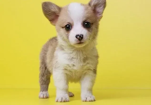 柯基犬|柯基犬洗澡适合用什么沐浴露呢