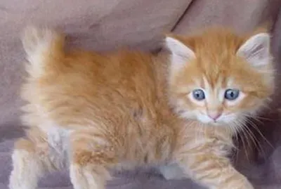 美国短尾猫好养吗 该猫有特强的适应力 | 美国短尾猫