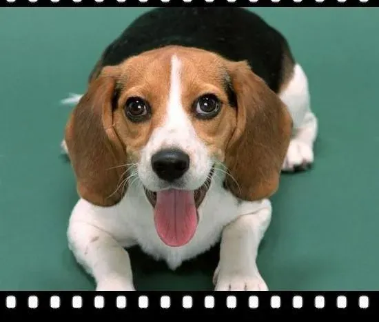 比格犬|比格犬吃蔬菜对它的身体健康有益吗