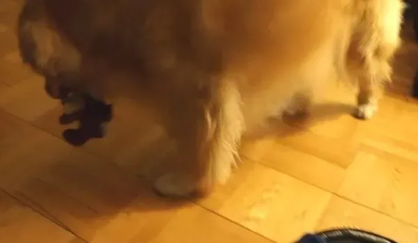 超现实黄金猎犬 主人回家热情迎接后要拿礼物