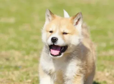 秋田犬的特点 该犬头部呈三角形 | 秋田犬