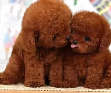 泰迪犬|新时代手册 具备哪些条件才适合饲养泰迪犬