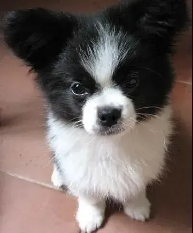 蝴蝶犬|了解我们为蝴蝶犬美容的重要性