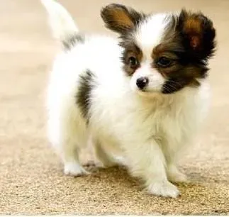 蝴蝶犬|保证蝴蝶犬睡眠，保证它延年益寿