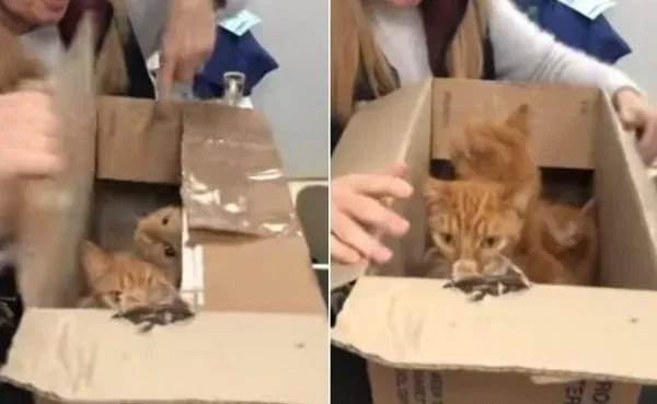 11只猫咪被困纸箱 胶带密封蓄意要活活闷死 | 猫