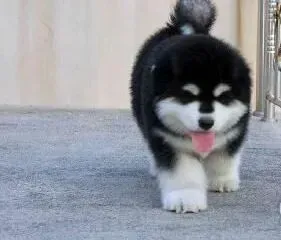 阿拉斯加犬|温暖春季怎样做好阿拉斯加犬的防寄生虫工作