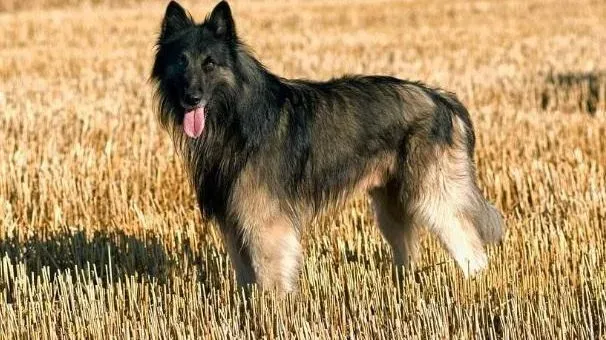 比利时牧羊犬|比利时牧羊犬发烧了怎么办 治疗比牧发烧的方法