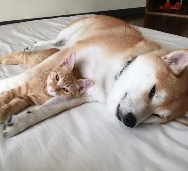 主人带回流浪小猫 让失去猫咪好友的柴柴很开心 | 狗