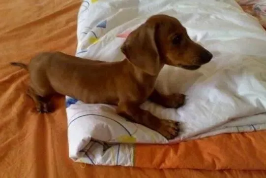 腊肠犬|怎么才能饲养好三个月的小腊肠犬
