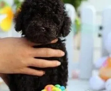 贵宾犬|贵宾犬的成长离不开哪些营养素