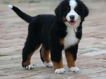 伯恩山犬|伯恩山犬脸部红肿脱毛该怎么办