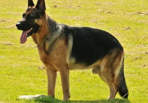 德国牧羊犬|别让德国牧羊犬的真心，换来最后的无情
