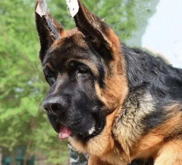 德国牧羊犬|德国牧羊犬间隔多长时间发情一次