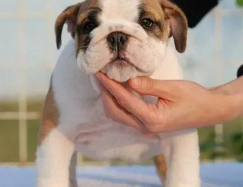 英国斗牛犬|求推荐 给斗牛犬吃什么牌子的狗粮好