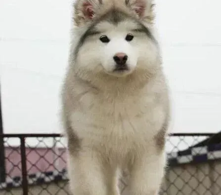 阿拉斯加犬|阿拉斯加犬总是对主人乱叫怎么办