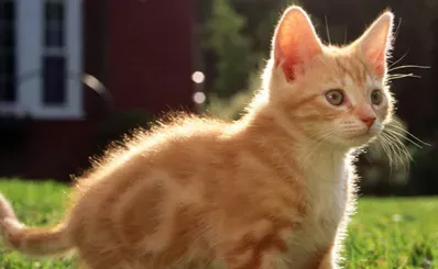 怎样养猫 和猫建立良好的关系 | 猫
