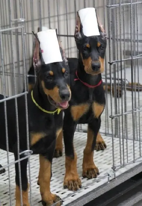 杜宾犬|提高杜宾犬产仔率我们要做好孕前驱虫