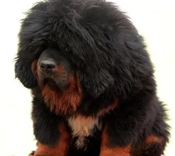 藏獒|如何让藏獒接受到主人给予的最好训练