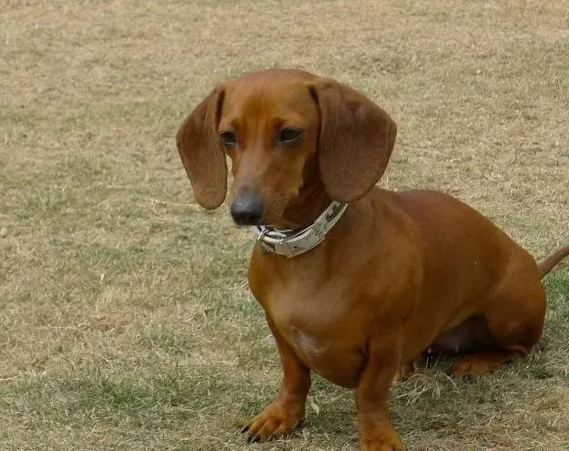 腊肠犬|活力小宠 为腊肠犬选择玩具避免危险材料