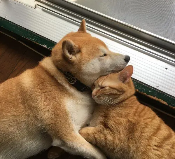 主人带回流浪小猫 让失去猫咪好友的柴柴很开心